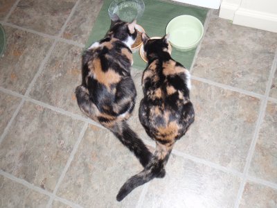 Spot and Snickers having breakfast
