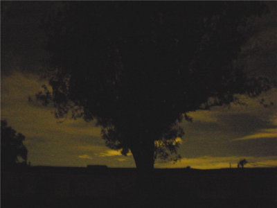bigtree1_1_1024.jpg