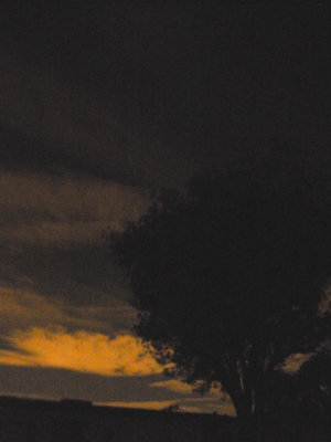 sideoftree_1.jpg