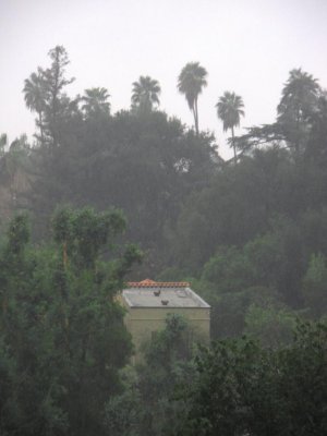 RoofTrees1.jpg