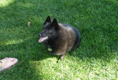 CuteSchipperke2.JPG