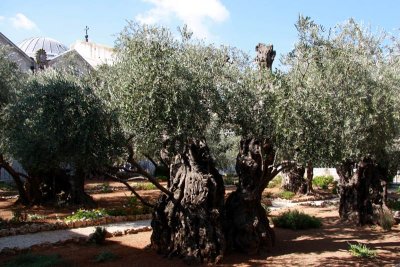 Olive trees in the the garden of Gethsemane