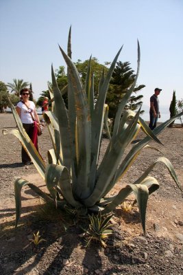 Agave in old Capernaum