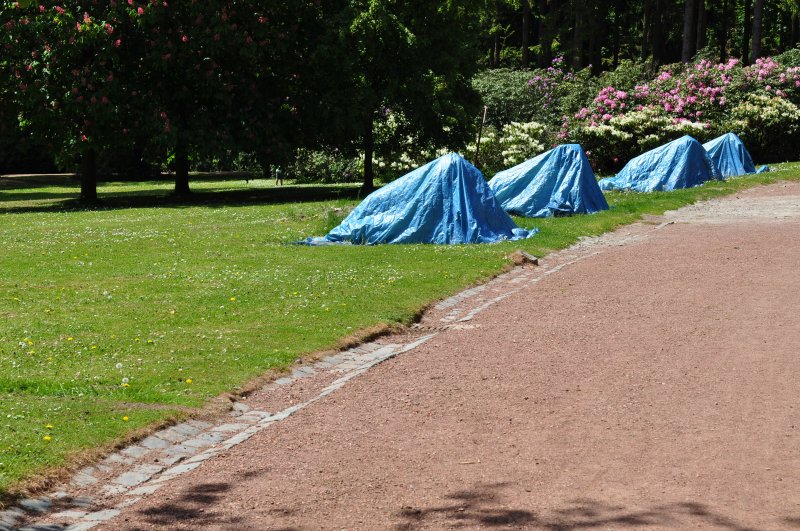 LIONS EN BURKA