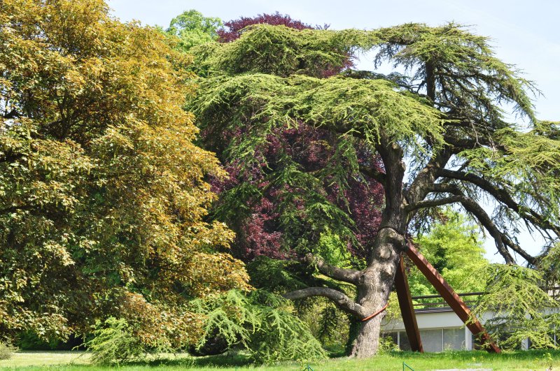 Cdre du Liban (Cedrus libani)   Plant avant 1850