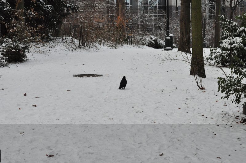 ETTERBEEK - BRUXELLES /LE  PARC LEOPOLD