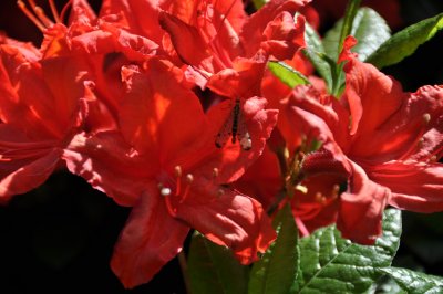 Rhododendron catawbiense  & un visiteur