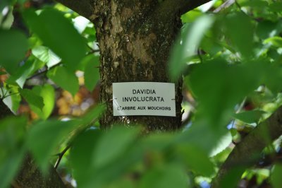 L'ARBRE AUX MOUCHOIRES (dtails)