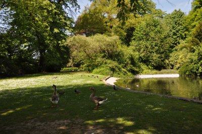 L'ETANG AVEC SES OIES ET SES CANARDS  (p'tite vido)