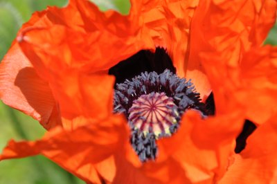 COQUELICOT  (Papaver rhoeas)