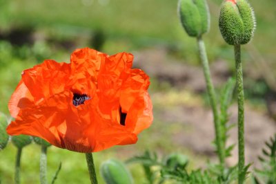 COQUELICOT  (Papaver rhoeas)