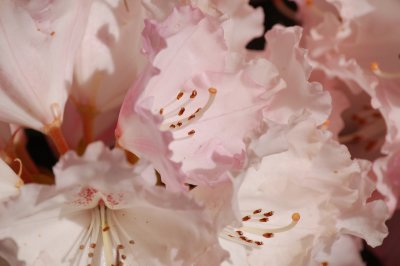 Pale pink rhododendron