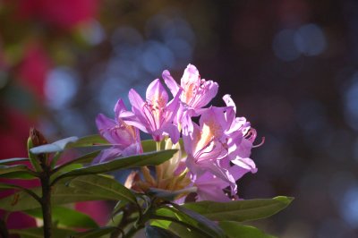 Rhododendron x ponticum