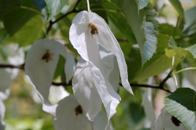 FLEURS DES ARBRES AUX MOUCHOIRS / Davidia involucrata