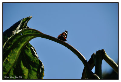 Des papillons Vulcains dans le potager 