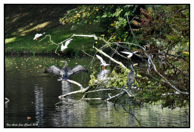 Grands Cormorans , mouettes 