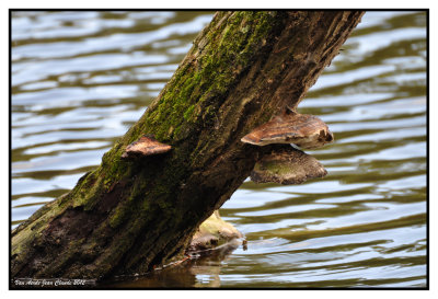 Champignons