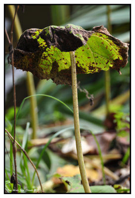 Les plantes 