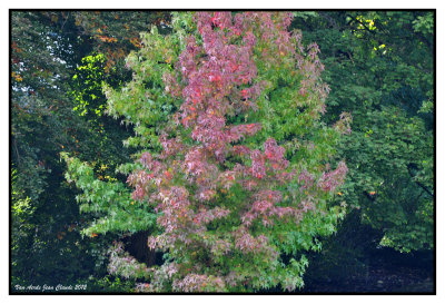 couleurs de l'automne 