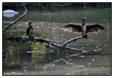 Grand Cormoran