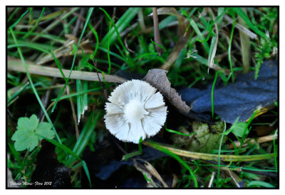 Les champignons  Ten Reuken 