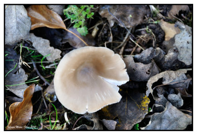 Les champignons  Ten Reuken