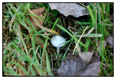 Les champignons  Ten Reuken