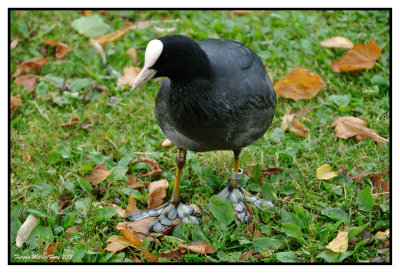 Foulque macroule