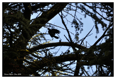 Une corneille dans l'arbre des conures veuves 