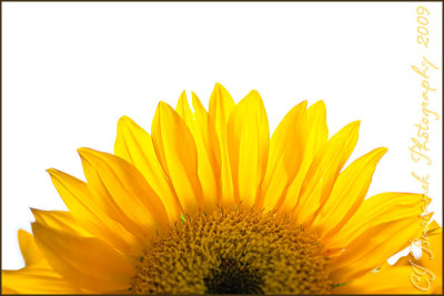 29 - 2009Jan29 Sunflower 0174