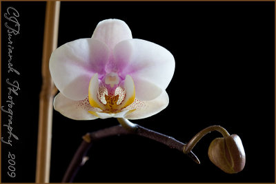 17 - 2009Feb17 Orchid 0373