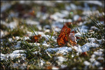20 - 2009Feb20 Leaves Grass and Snow 0383