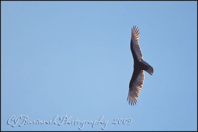 04 - 2009Mar04 Turkey Vulture 0503