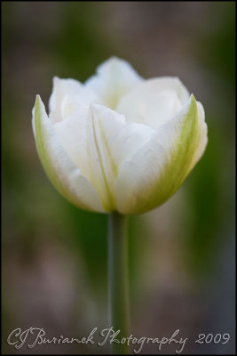 2009Apr28 Tulip 3346.jpg