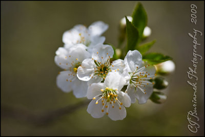 2009Apr29 Cherry Blossoms 3356.jpg