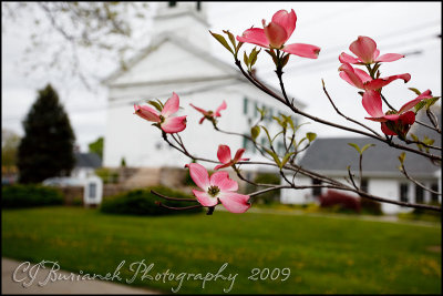 2009May06 Dogwood Blossoms 3408