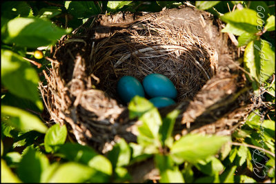 2009May08 Robins Nest 3435