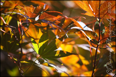 2009Jul13 Leaves 4075.jpg