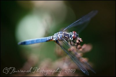 2009Jul20 Dragonfly 4137.jpg