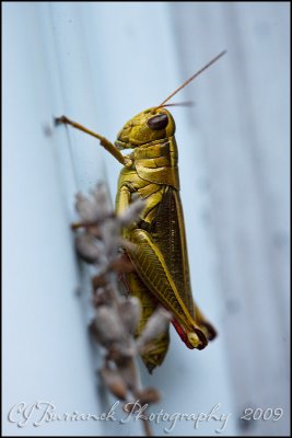 2009Aug16 Grasshopper 4252.jpg