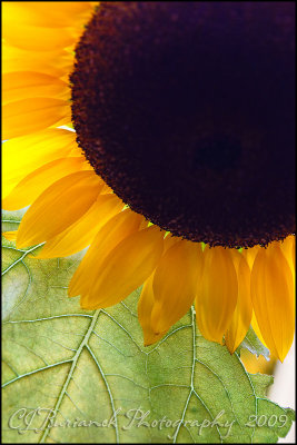 2009Aug22 Sunflower 4262.jpg