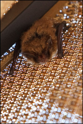 2009Aug23 Little Brown Myotis Bat 4269.jpg