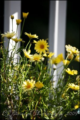 2009Aug31 Flowers 4296.jpg