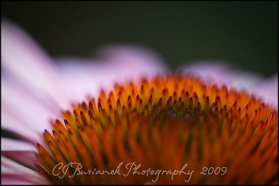 2009Sept08 Coneflower 4338