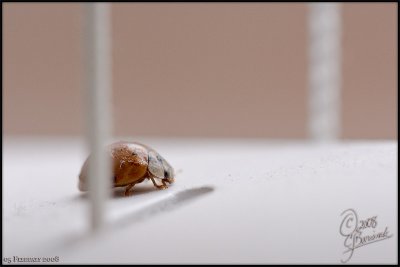 05Feb08 - Ladybug walking across the blinds - 19506