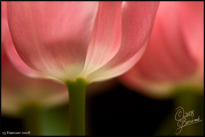 13Feb08 Valentines Tulips - 19551