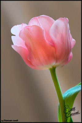 14Feb08 Pink Tulip - 19564.jpg