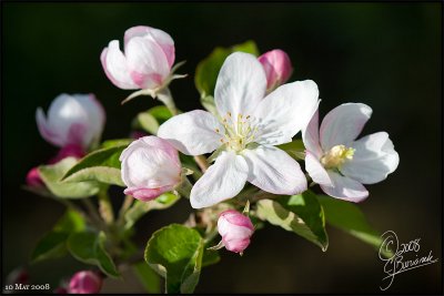 13 - Apple Blossoms - 20624 (10May08)
