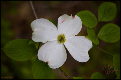 15 - Dogwood Blossom (15May08 20699)