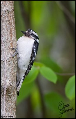 17 - Downy Woodpecker (17May08 20712)